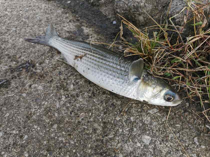 続けて2匹目のボラがニコ生中にヒット、否、スレがかるｗ
