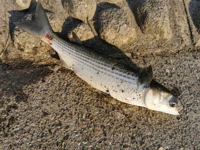 場所を移動し、最初に釣れたのはボラ、しかもスレがかりｗ
一番恥ずかしいやつですね！