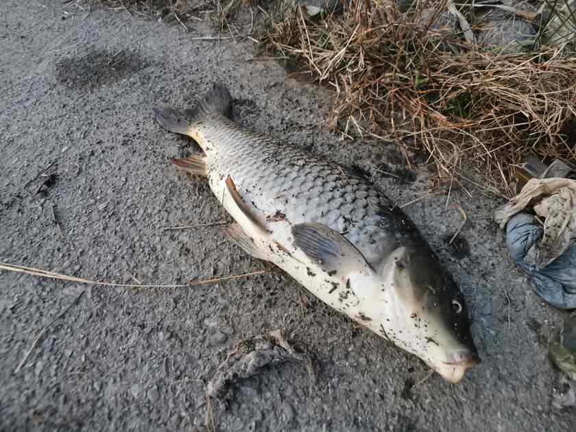 更に場所を移動して釣れたのは、荒川温泉では久々の鯉！
引きは楽しかったけど、この鯉もスレ掛りでした。