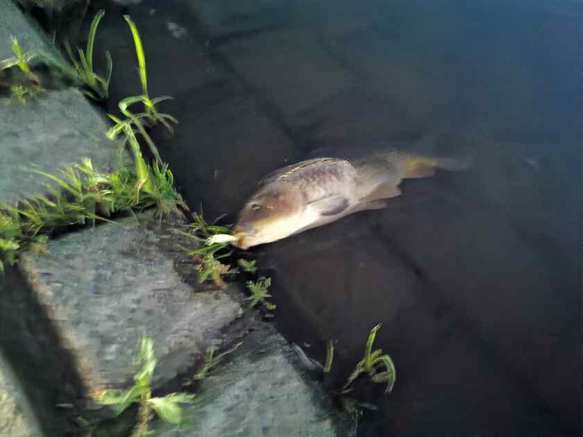 柳瀬川でコイが釣れる