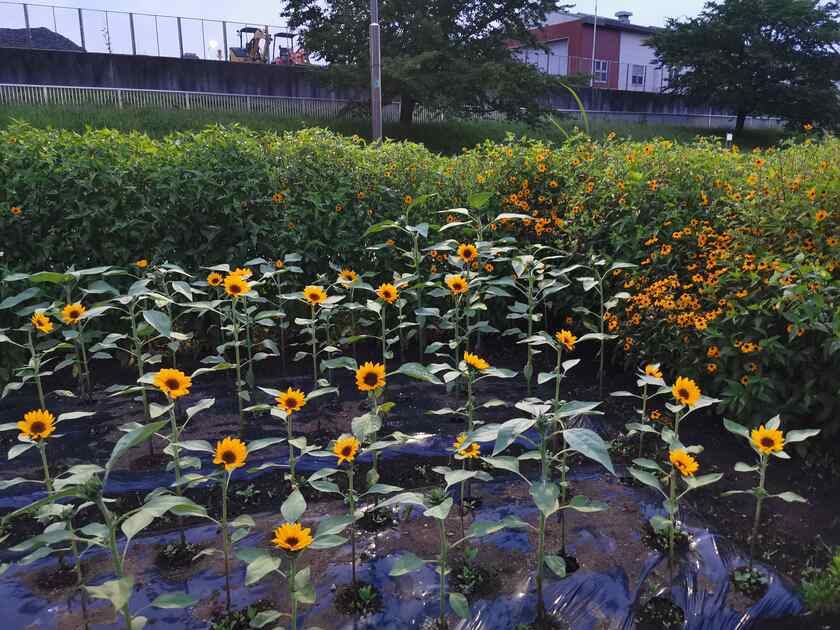 移動中に見かけた小さなひまわり。
中国でよく見かける、もしくは園芸店で種で売られているロシアひまわりが標準なので、小さく感じるのです。