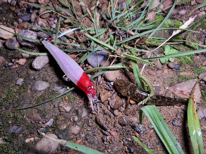 ダボハゼがミノーにスレがかりで釣れる