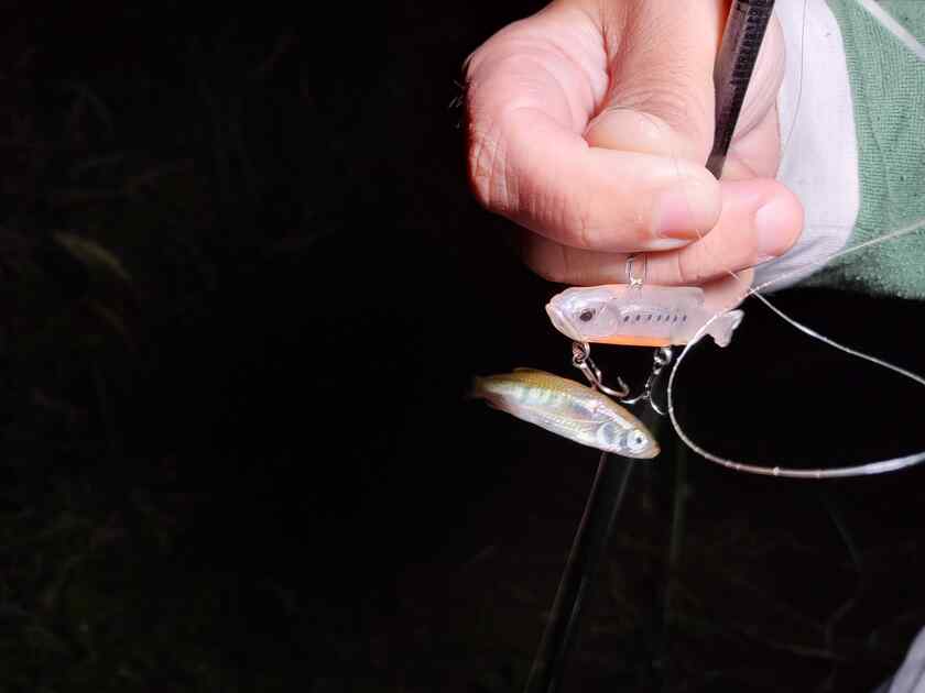 ハヤの子供らしき小魚もスレがかりで釣れる（泣）