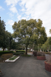 森林公園緑道