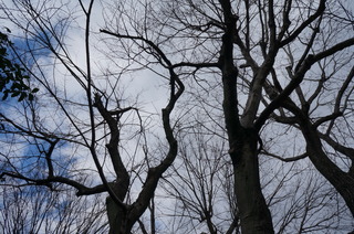 森林公園緑道