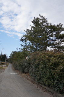 森林公園緑道