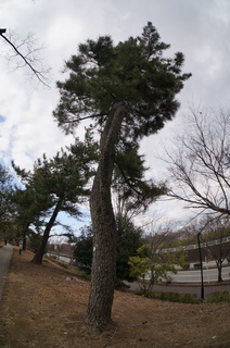 森林公園緑道