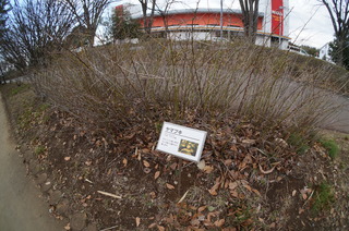 森林公園緑道