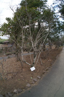 森林公園緑道