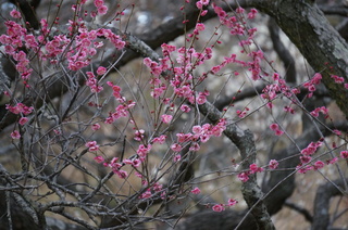 武蔵丘陵森林公園の梅の花