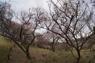 武蔵丘陵森林公園の梅の花