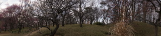 武蔵丘陵森林公園の梅