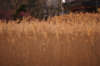 上野の不忍池