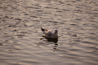上野の不忍池
