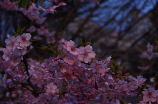 上野の夜桜
