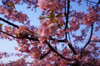 上野の夜桜