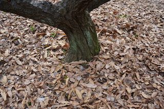 赤塚溜池公園