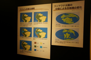 上野の国立科学博物館の大アマゾン展観覧＠アマゾンの成立過程