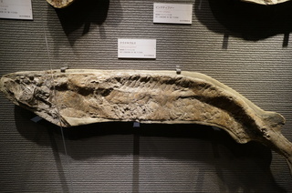 国立科学博物館の大アマゾン展観覧＠サンタナ層の魚類化石、クラドキクルス