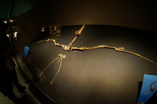 国立科学博物館の大アマゾン展観覧＠サンタナ層の化石、アンハングエラ