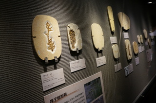 国立科学博物館の大アマゾン展観覧＠クラト層の植物化石