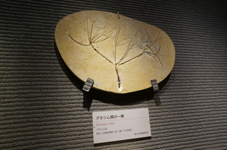 国立科学博物館の大アマゾン展観覧＠クラト層の植物化石、グネツム類の一種