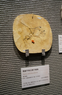 国立科学博物館の大アマゾン展観覧＠クラト層の植物化石、類縁不明の裸子植物