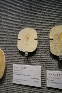 国立科学博物館の大アマゾン展観覧＠クラト層の植物化石、チェカノフスキア（Czekanowskia sp）