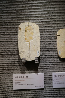 国立科学博物館の大アマゾン展観覧＠クラト層の植物化石、被子植物の一種