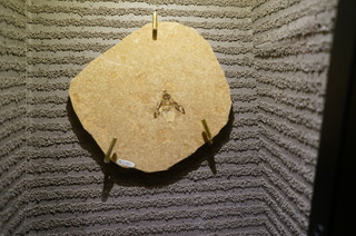 国立科学博物館の大アマゾン展観覧＠クラト層のクモ・昆虫化石、タマムシ科の一種（Buprestidae sp）
