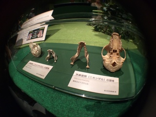 国立科学博物館の大アマゾン展観覧＠アマゾンの哺乳類＠南米で多様化したサル・ネズミ類、広鼻猿類と狭鼻猿類の頭蓋骨