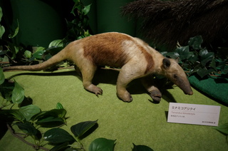アマゾンの哺乳類＠アマゾン起源のアリクイ、ミナミコアリクイ（Tamandua tetradactyla）