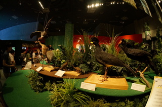 アマゾンの鳥類＠アマゾン特有の鳥ブース周辺の風景