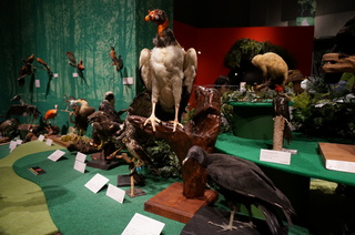 アマゾンの鳥類＠アマゾン特有の鳥の展示場付近の様子