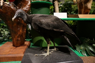 アマゾンの鳥類＠アマゾン特有の鳥、クロコンドル（Coragyps atratus）