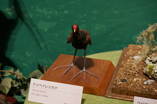 アマゾンの鳥類＠アマゾン特有の鳥、ナンベイレンカク（Jacana jakana）