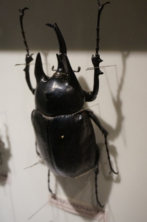 アマゾンの昆虫＠アマゾンの巨大カブトムシ、ラミレスゾウカブトムシの標本アマゾンの昆虫＠アマゾンの巨大カブトムシ、ラミレスゾウカブトムシの標本