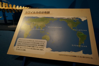 国立科学博物館＠アマゾン川の生き物展、世界のカワイルカの分布図