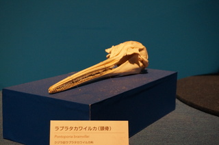 国立科学博物館＠アマゾン川の生き物展、ラプラタカワイルカの頭骨（Pontoporia brainvillei）