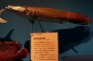 国立科学博物館＠アマゾン川の生き物展、巨大な淡水魚、ピラルクー
