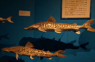 国立科学博物館＠アマゾン川の生き物展、巨大な淡水魚、ナマズ、キャッとフィッシュの標本