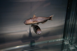 国立科学博物館＠アマゾン川の生き物展、ブルーカンディル