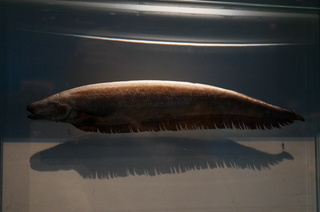 国立科学博物館＠アマゾン川の生き物展、ドルフィンナイフ（Parapteronotus hasemani）