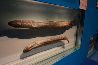 国立科学博物館＠アマゾン川の生き物展、ミナミアメリカハイギョ