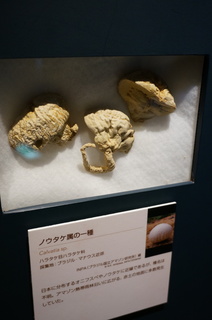 国立科学博物館＠アマゾンの菌類の標本、ノウタケ属の一種
