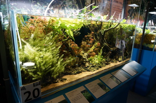 国立科学博物館、大アマゾン展＠アマゾンの水草