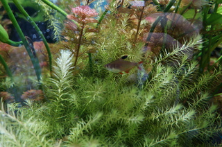 国立科学博物館、大アマゾン展＠アマゾンの水草