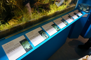 国立科学博物館、大アマゾン展＠アマゾンの水草