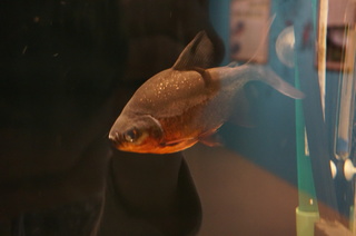 国立科学博物館、大アマゾン展＠さかなクンのブース、レッドコロソマ