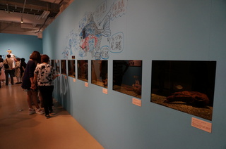 国立科学博物館、大アマゾン展＠さかなクンのブース、ピラニアたち